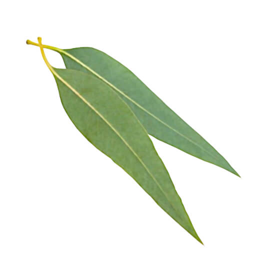 Eucalyptus