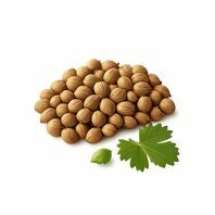 Coriander