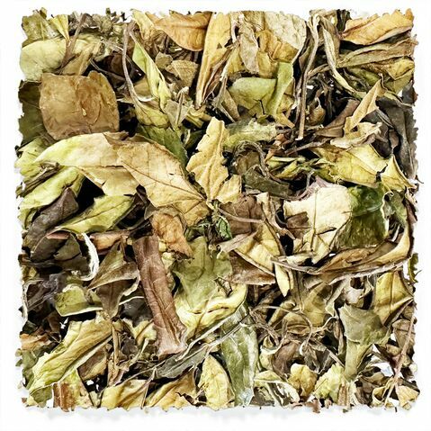 Weißer Shou Mei, 3 Jahre alt