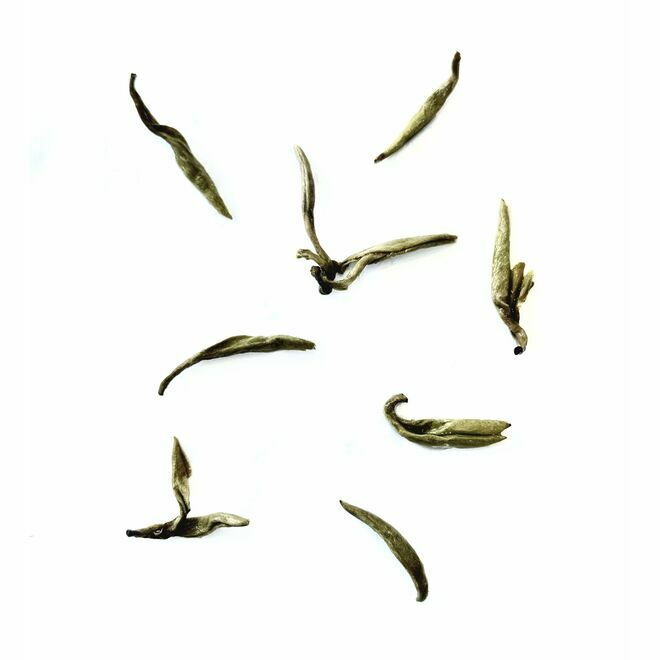 Premio de Oro Jasmine Linglong Pearl King